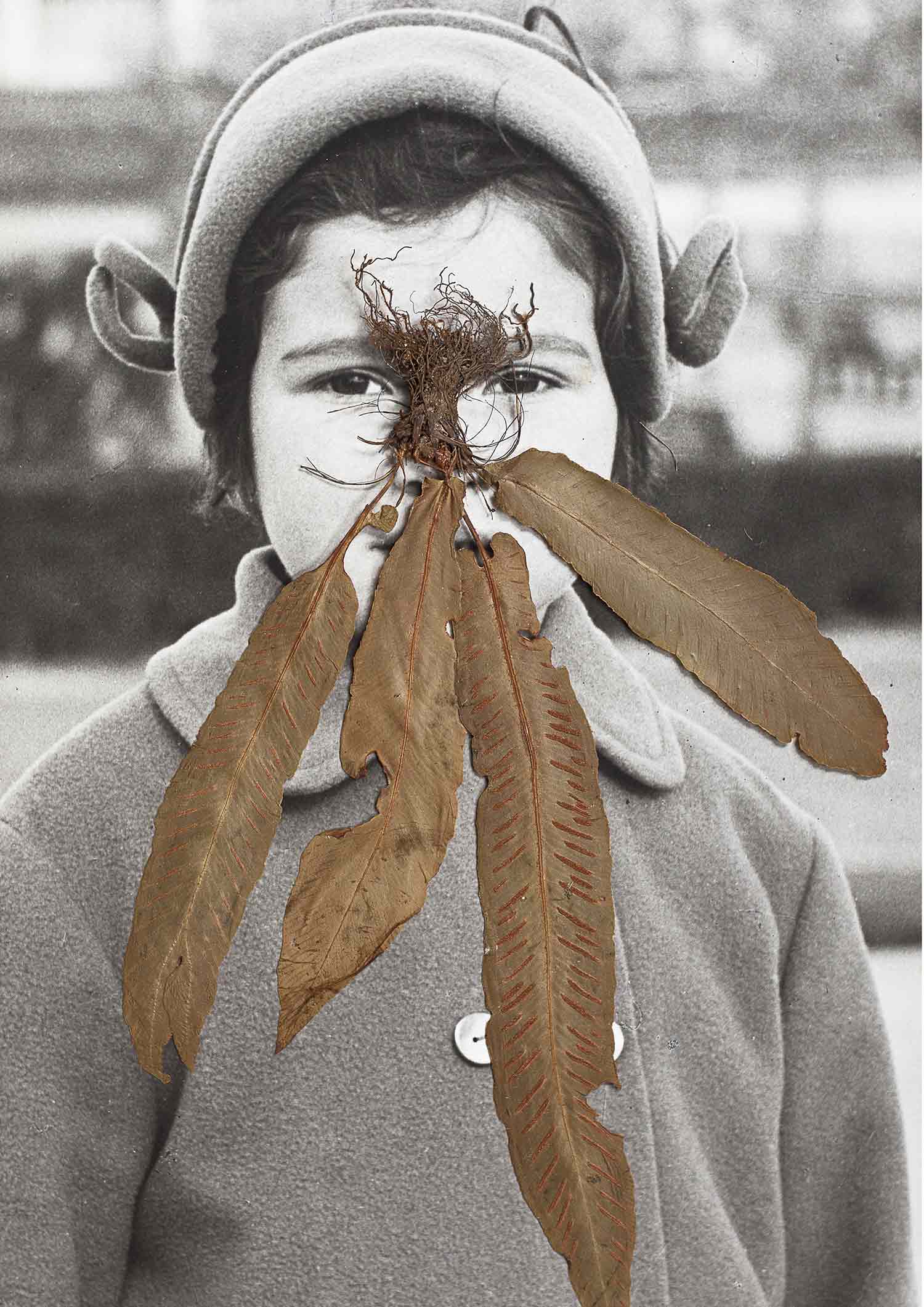 Flora McCallica