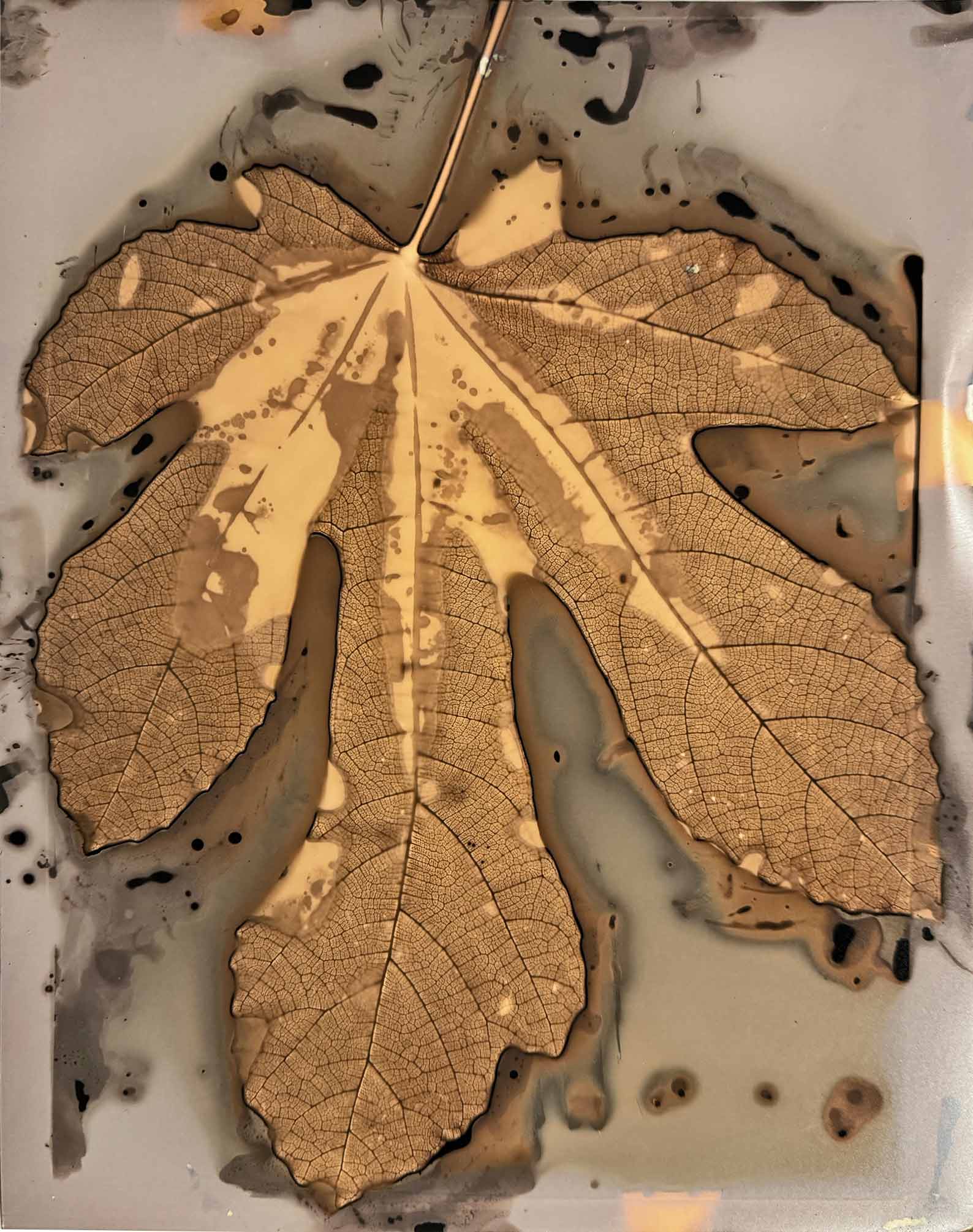 msdm-herbarium-for-the-anthropocene-21