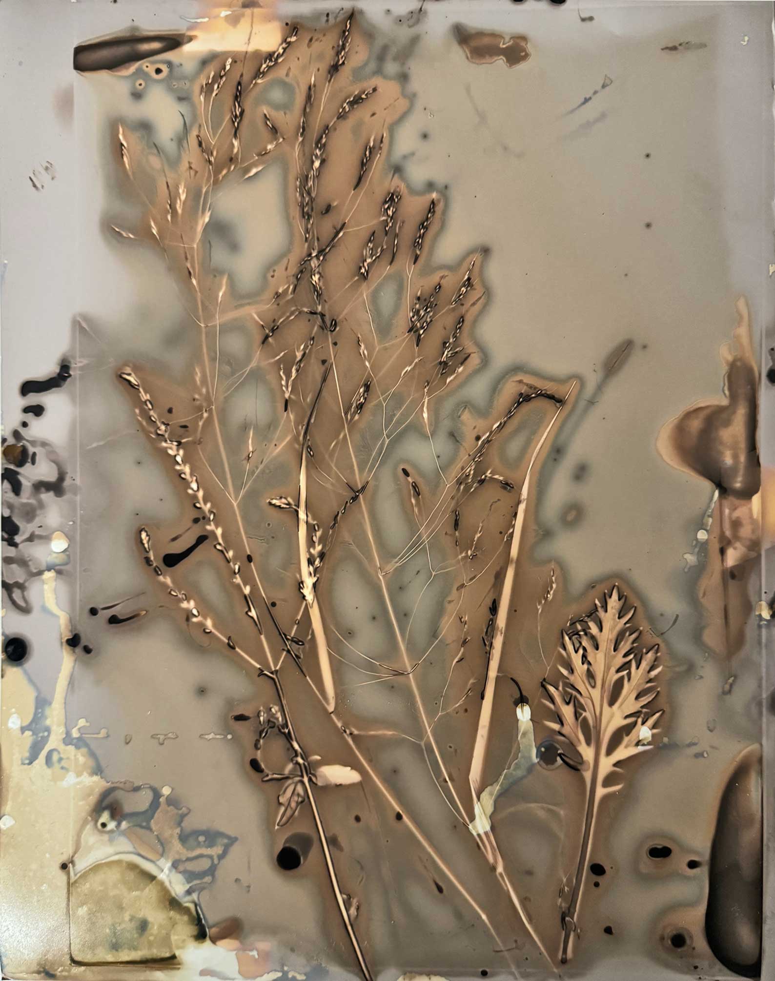 msdm-herbarium-for-the-anthropocene-22