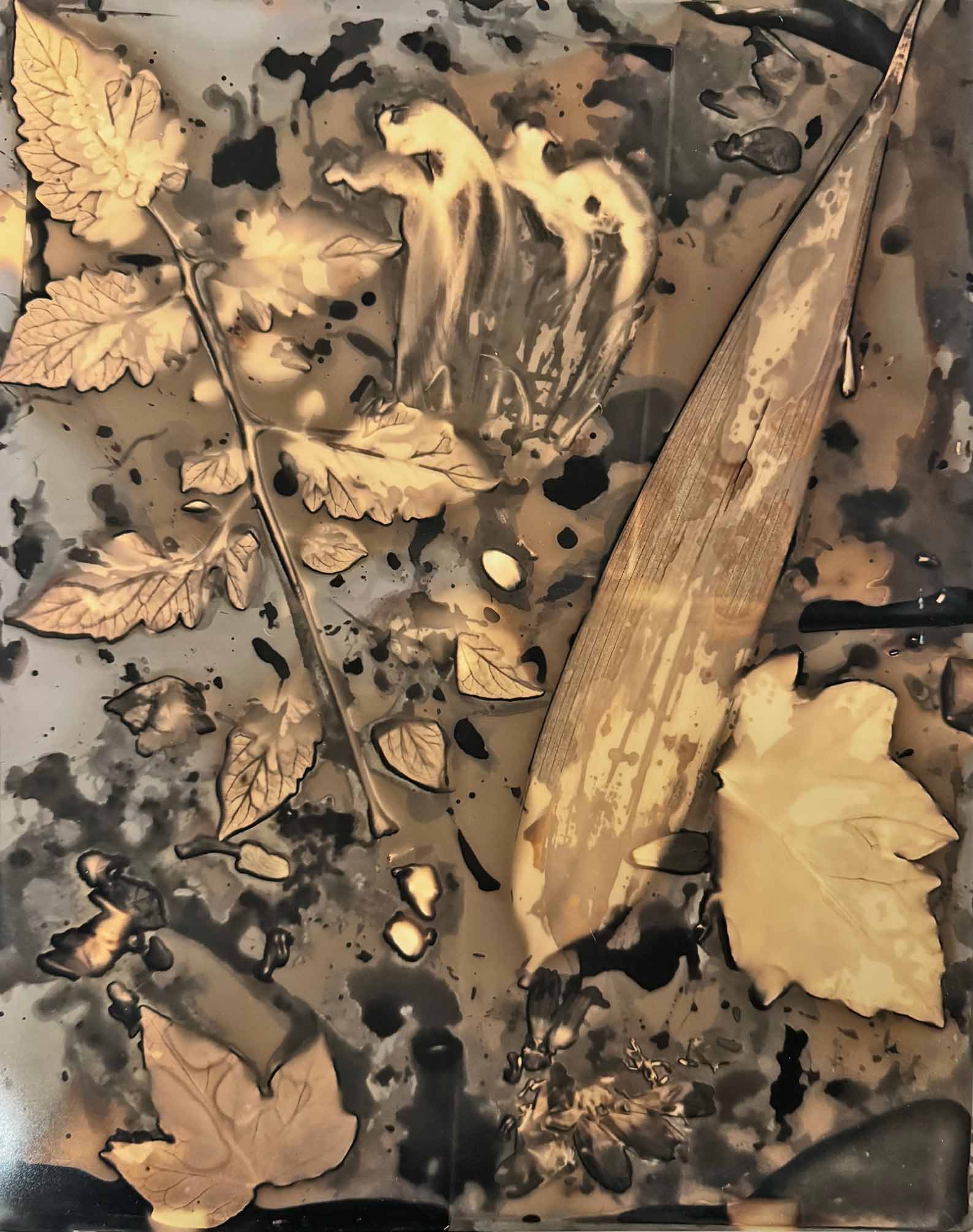 msdm-herbarium-for-the-anthropocene-24