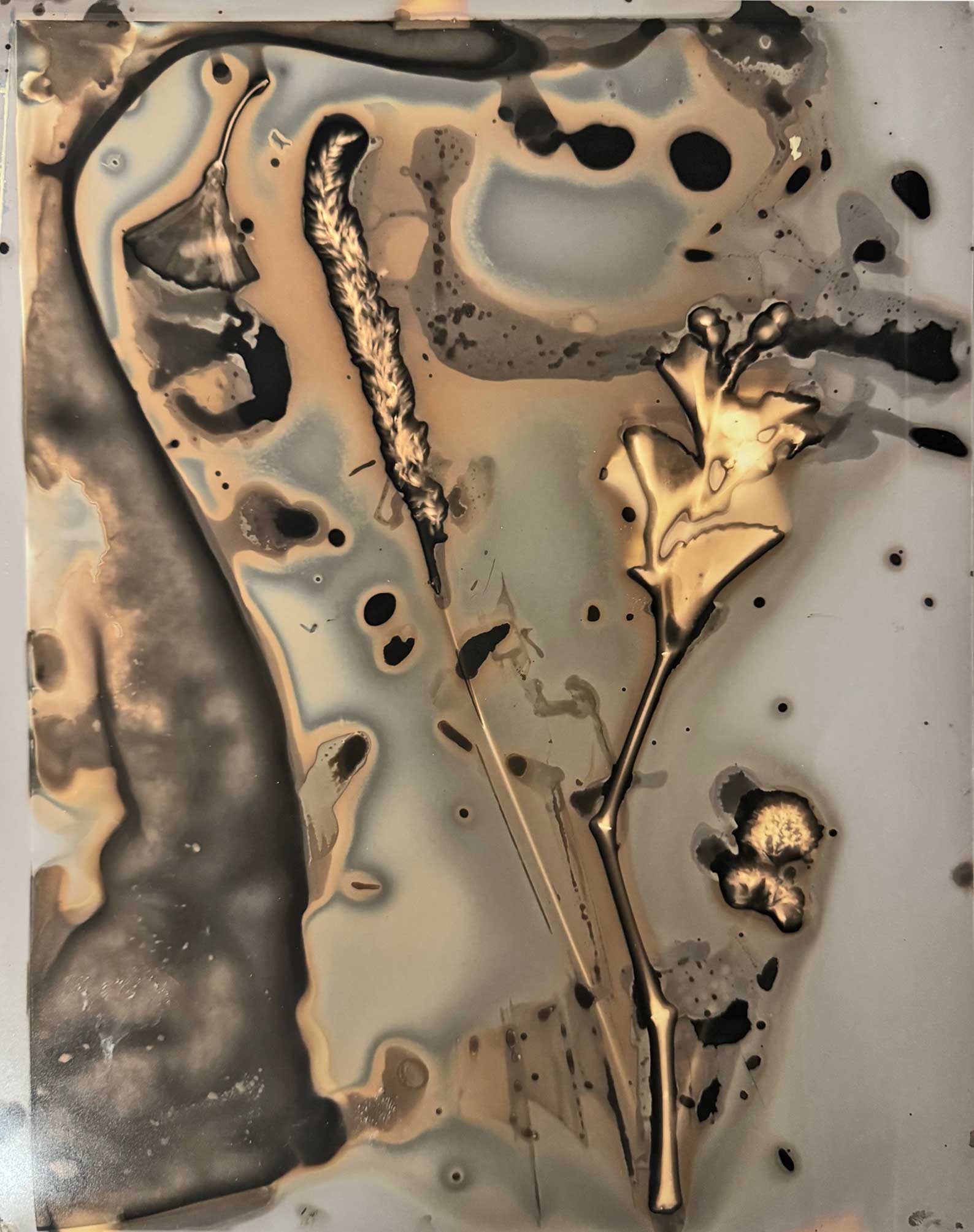 msdm-herbarium-for-the-anthropocene-25
