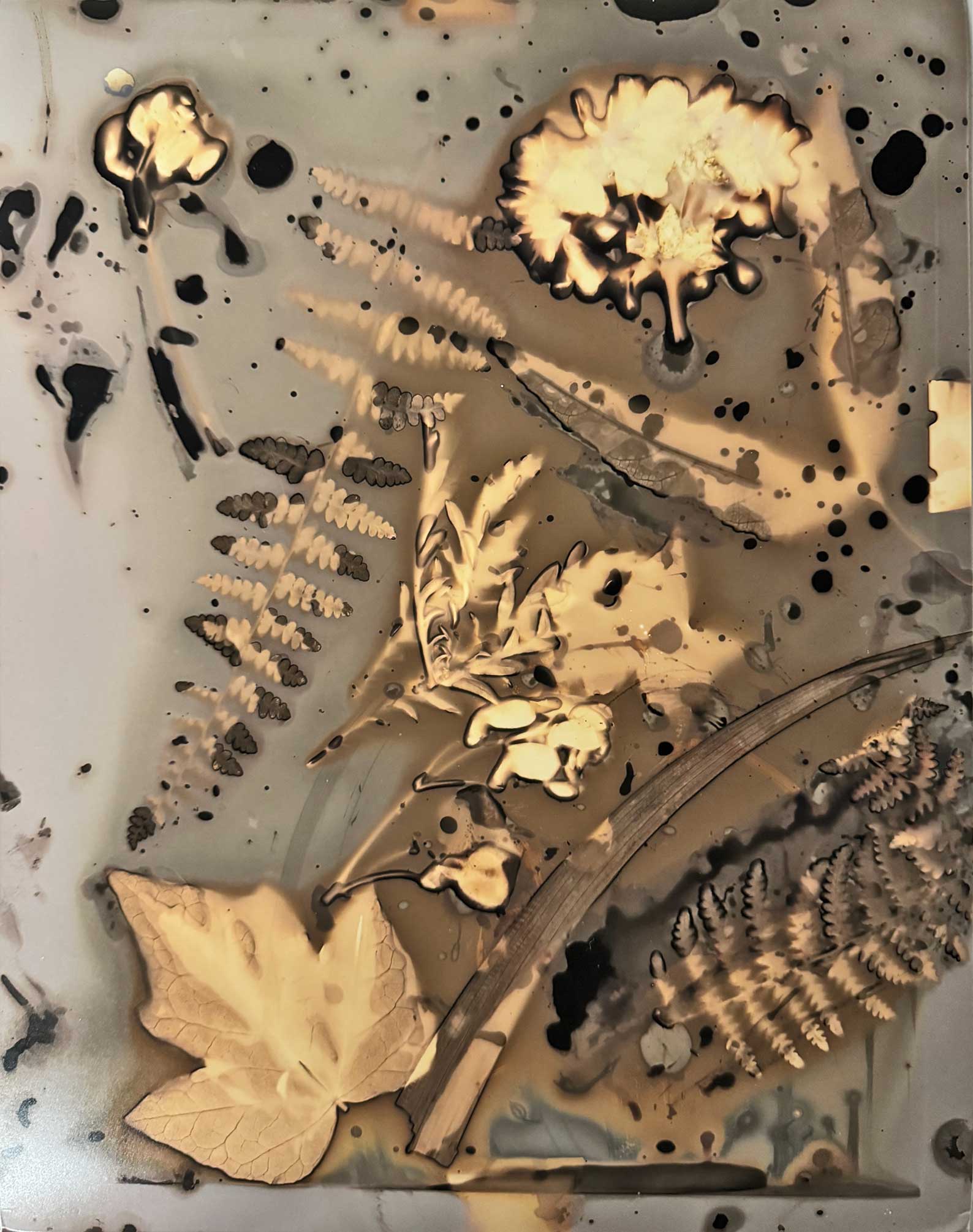 Herbarium for the Anthropocene