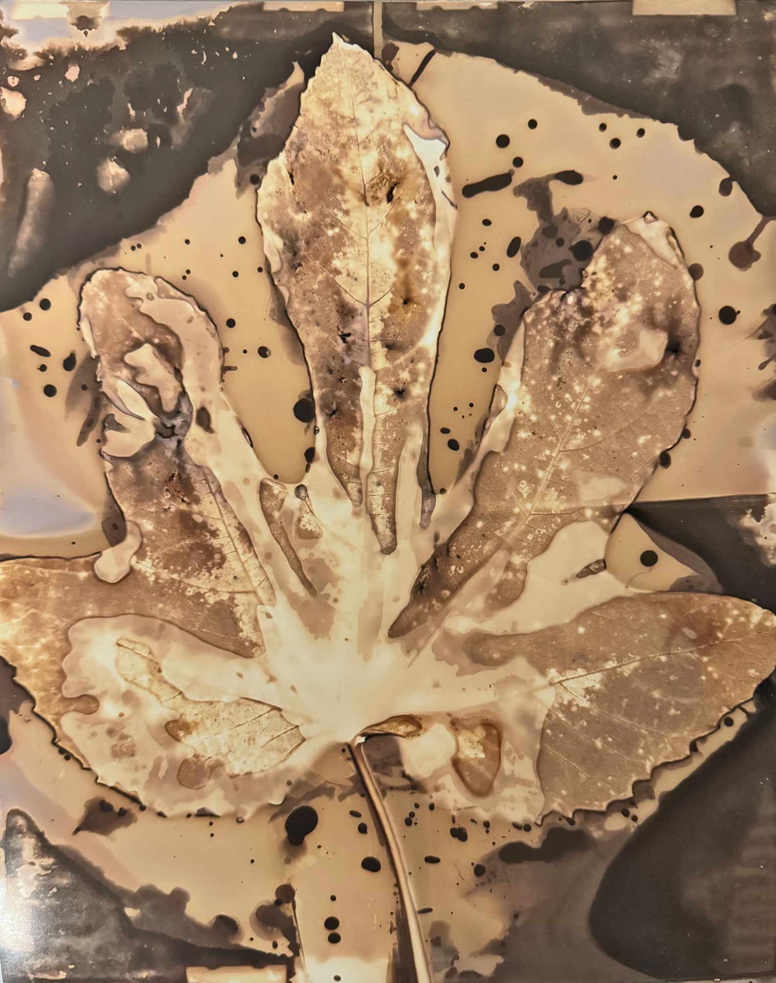 msdm-herbarium-for-the-anthropocene-30