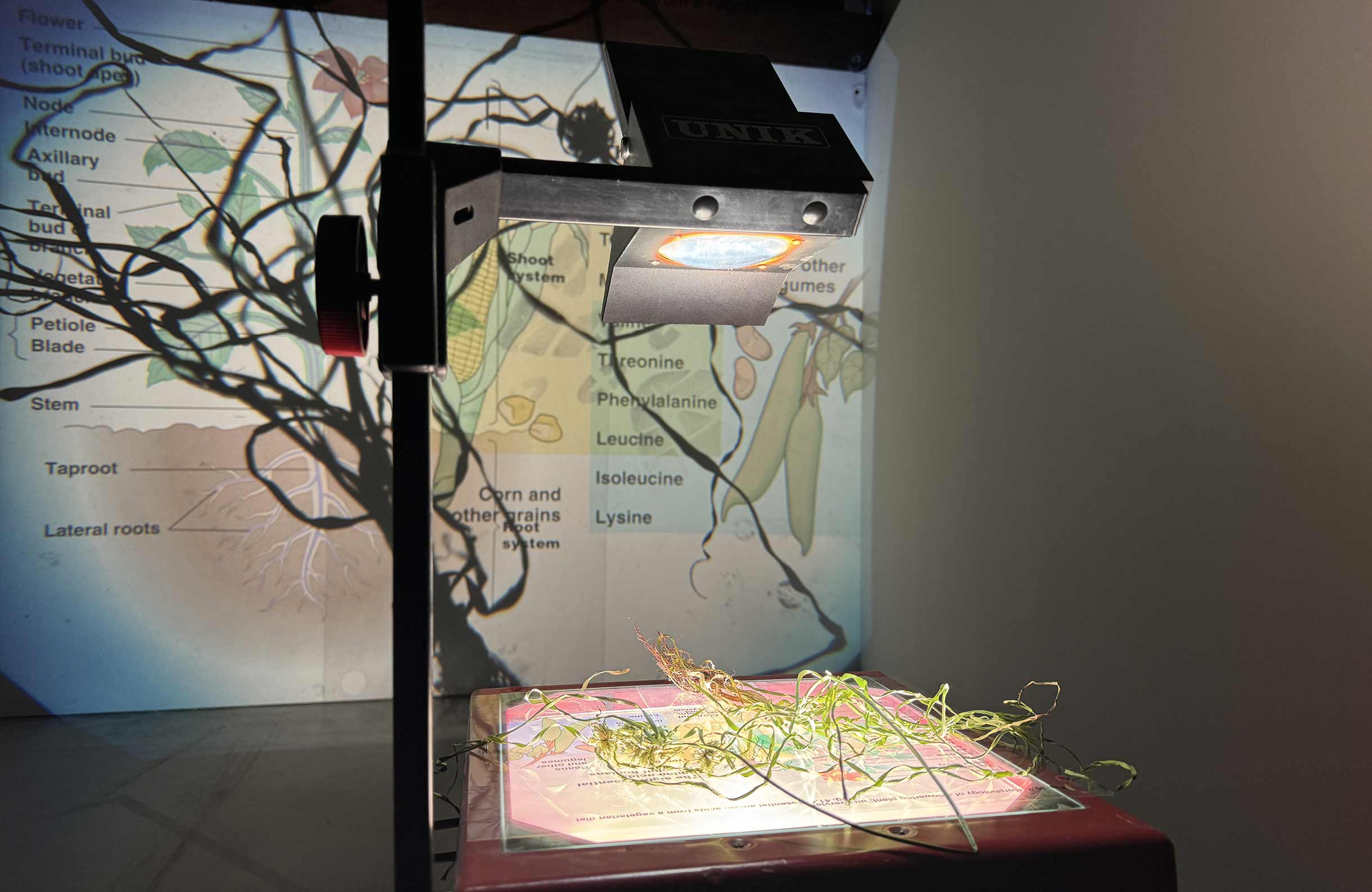 msdm-herbarium-for-the-anthropocene-32