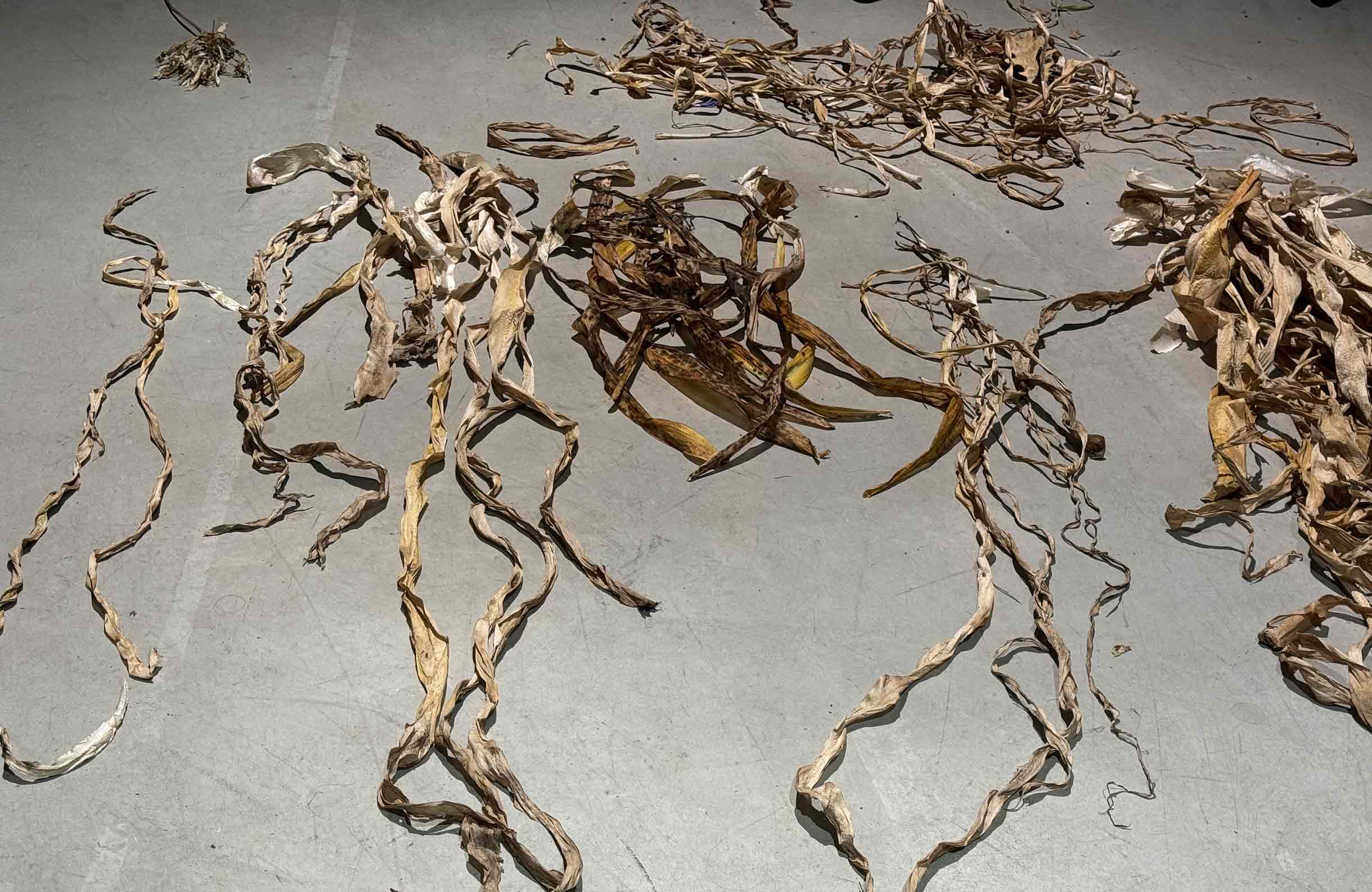 msdm-herbarium-for-the-anthropocene-35