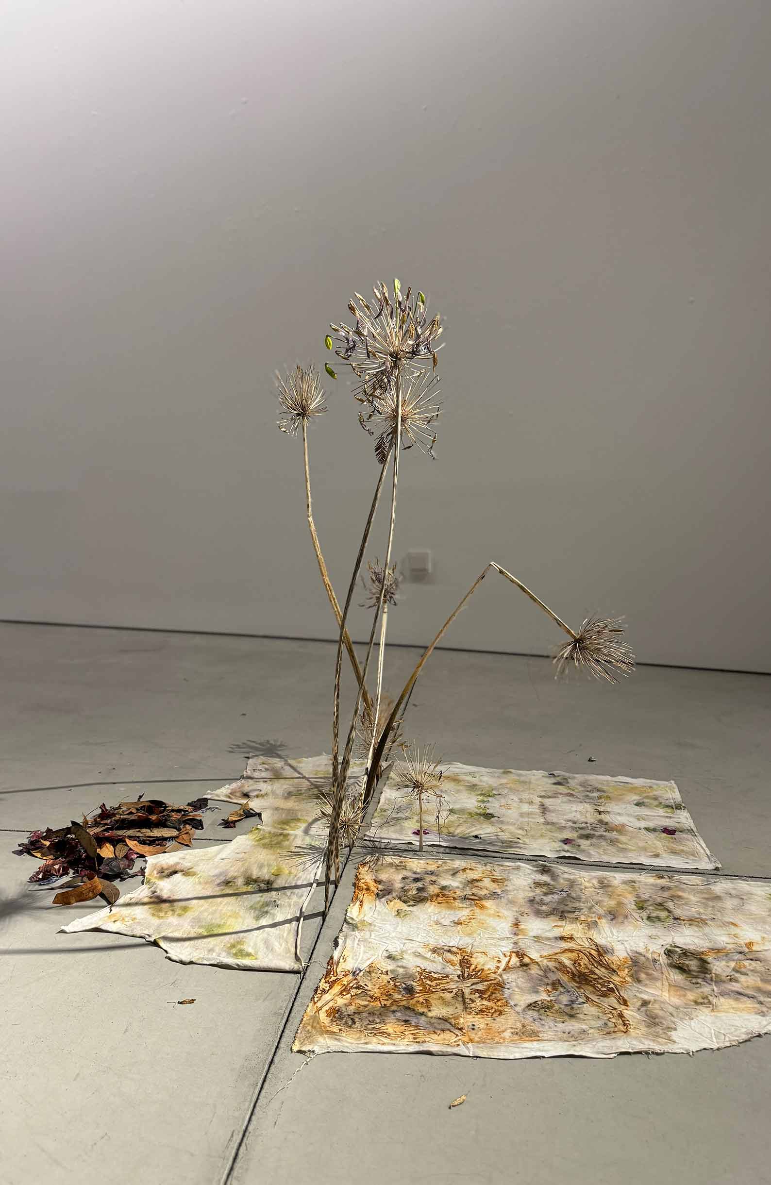 msdm-herbarium-for-the-anthropocene-38