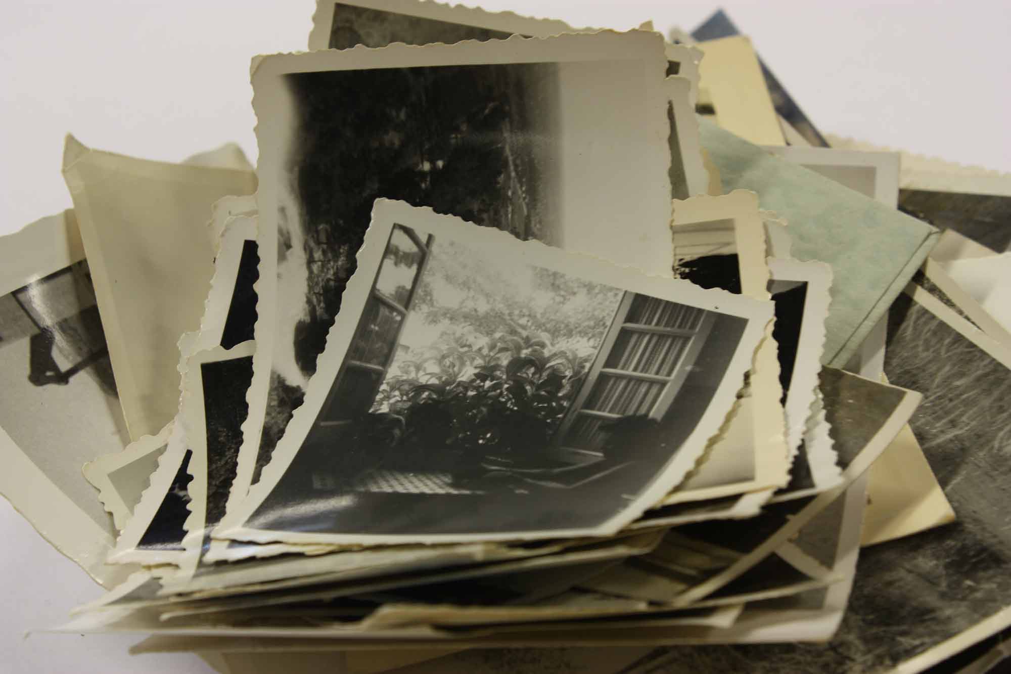 Entangled: humans & plants in presence (exercises of attention with found photographs)  Anozero / Convergentes (Coimbra) May 2026