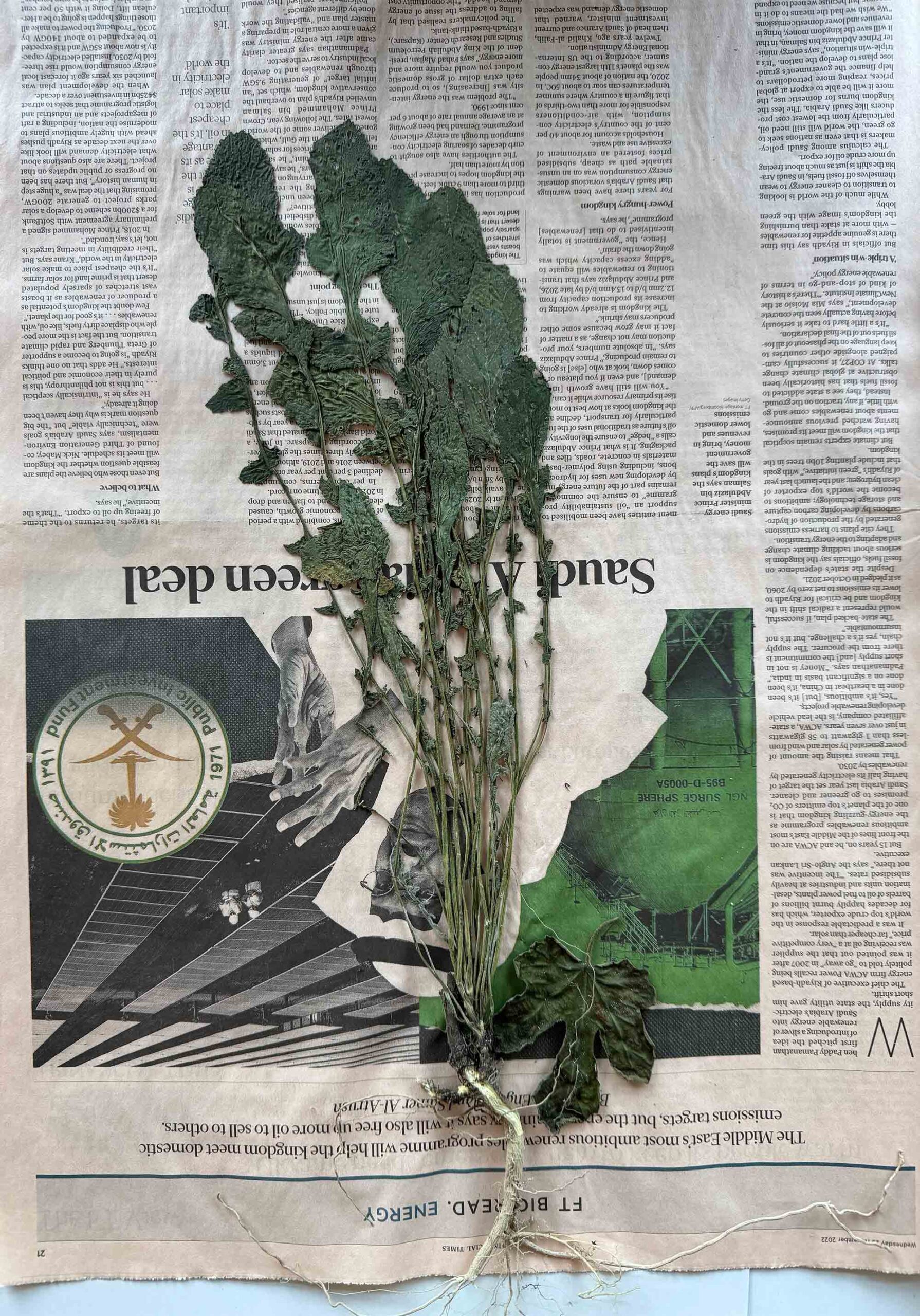 msdm-OLHO-VERDE-HERBARIO-ANTROPOCENO-hybrid-printing-04