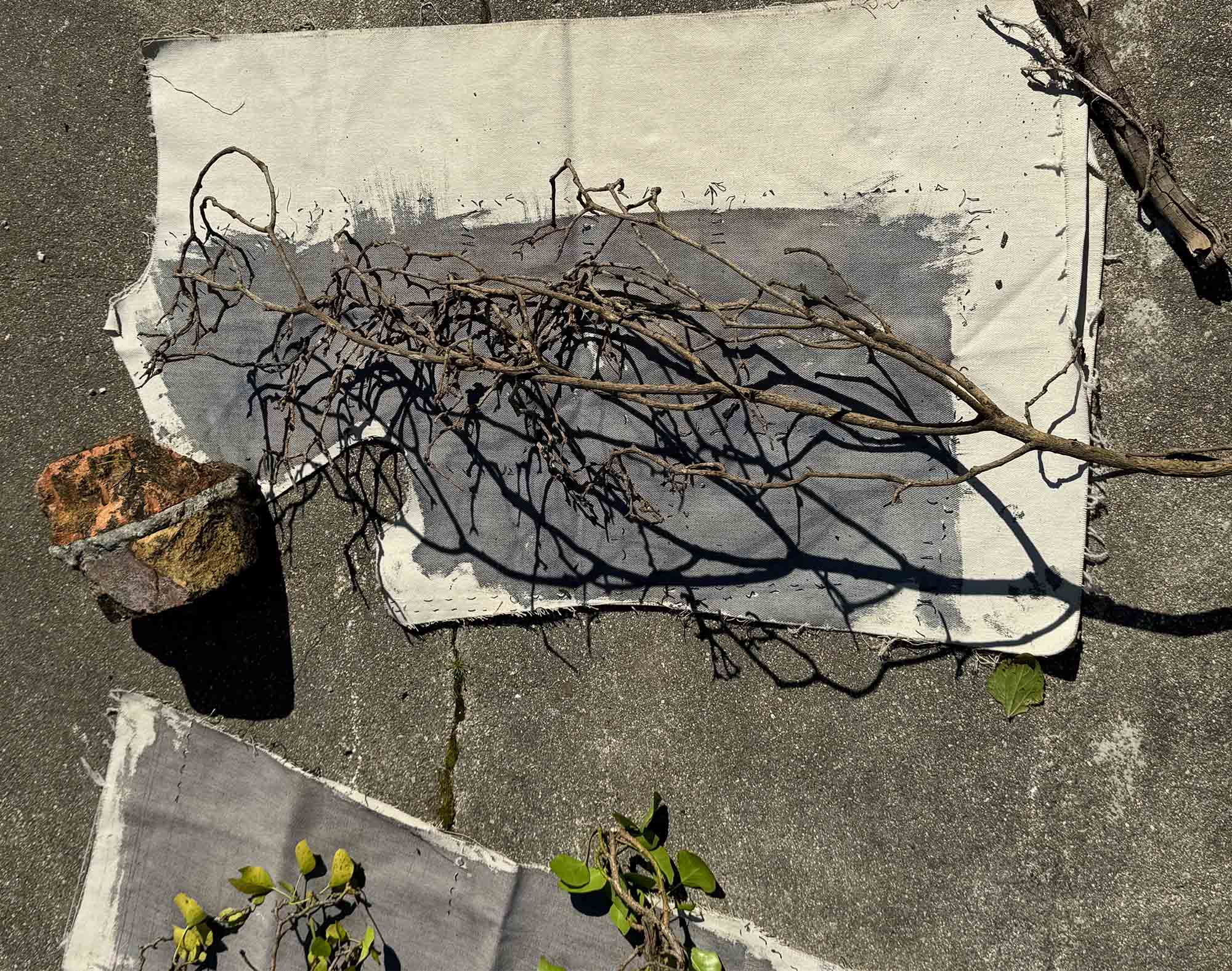 msdm-OLHO-VERDE-HERBARIO-ANTROPOCENO-solar-printing-01