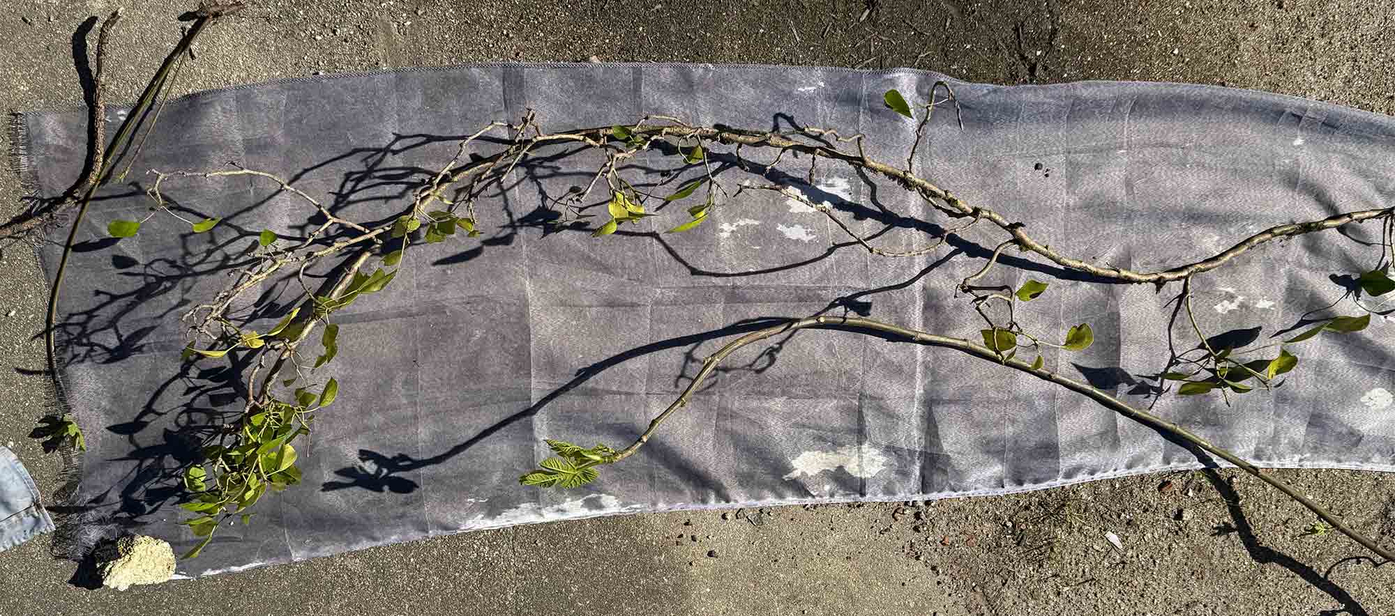 msdm-OLHO-VERDE-HERBARIO-ANTROPOCENO-solar-printing-02