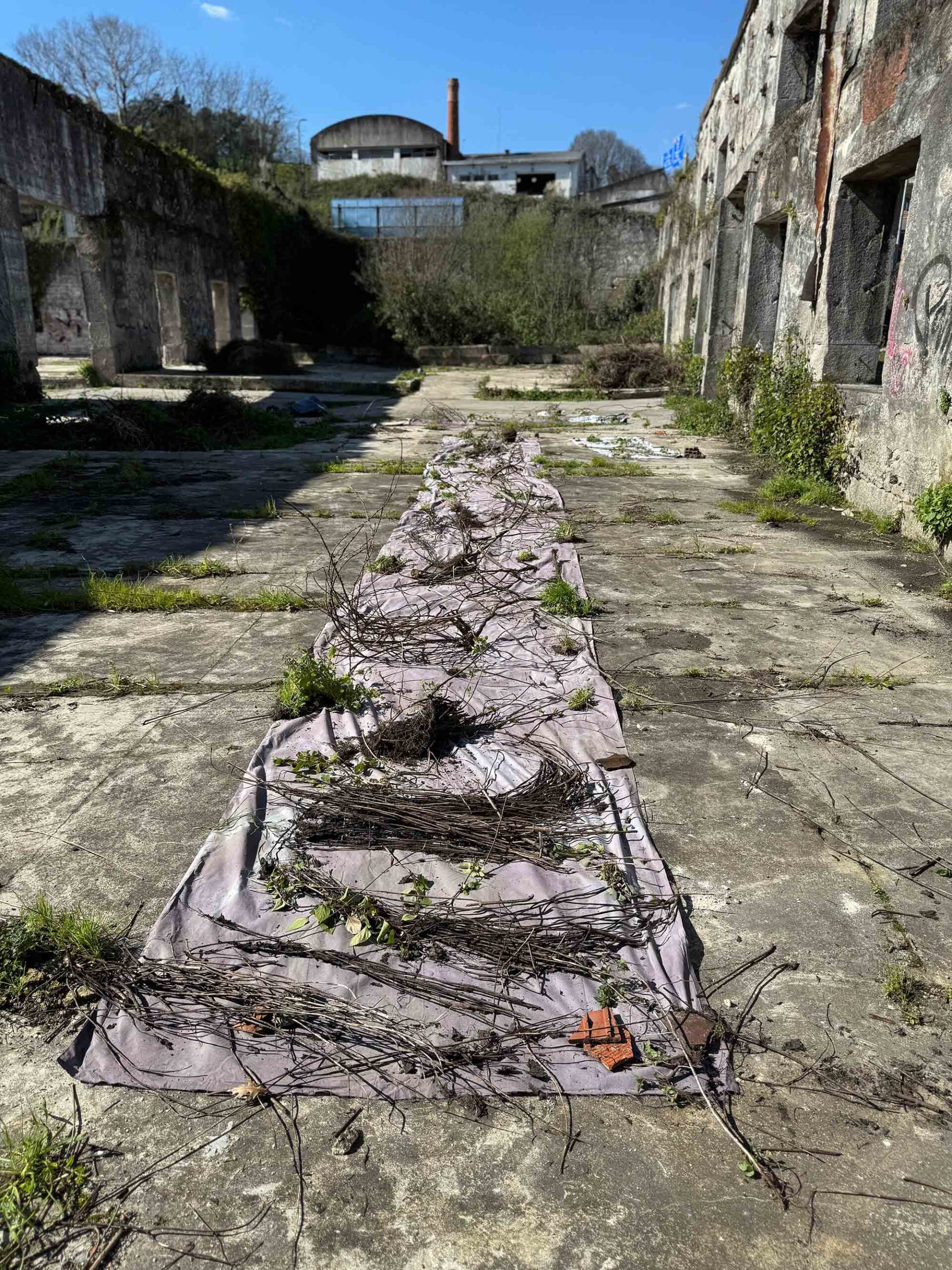 msdm-OLHO-VERDE-HERBARIO-ANTROPOCENO-solar-printing-03