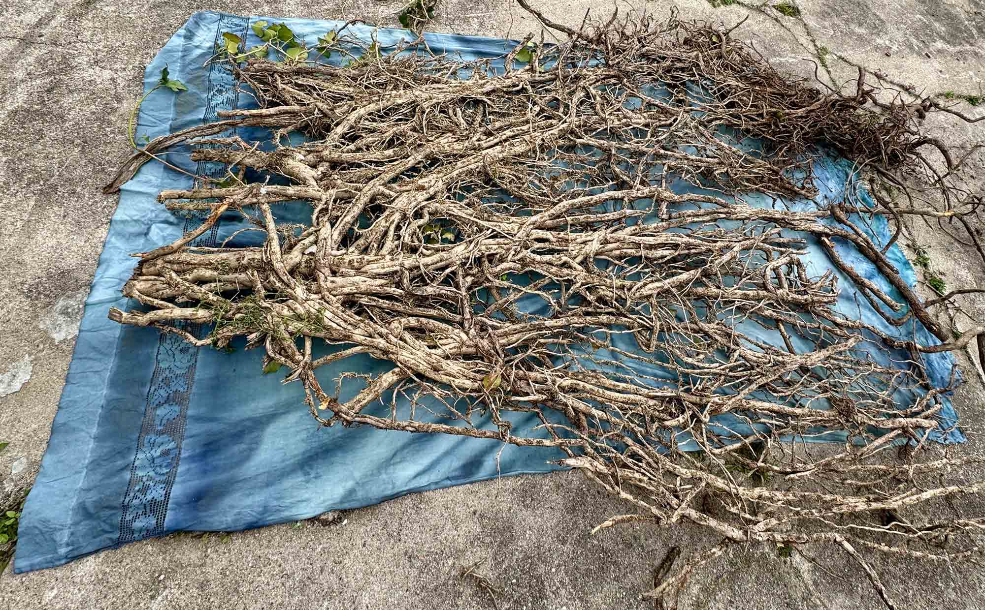 msdm-OLHO-VERDE-HERBARIO-ANTROPOCENO-solar-printing-05