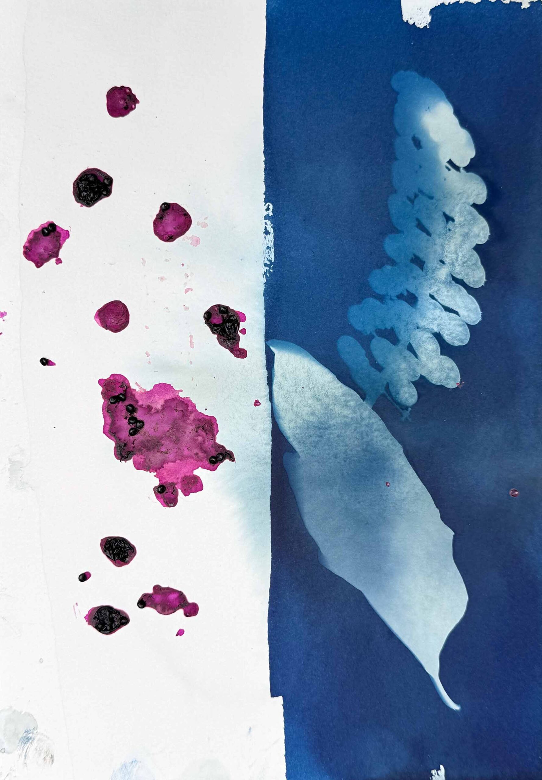 msdm-herbario-metabolico-phytolacca-02