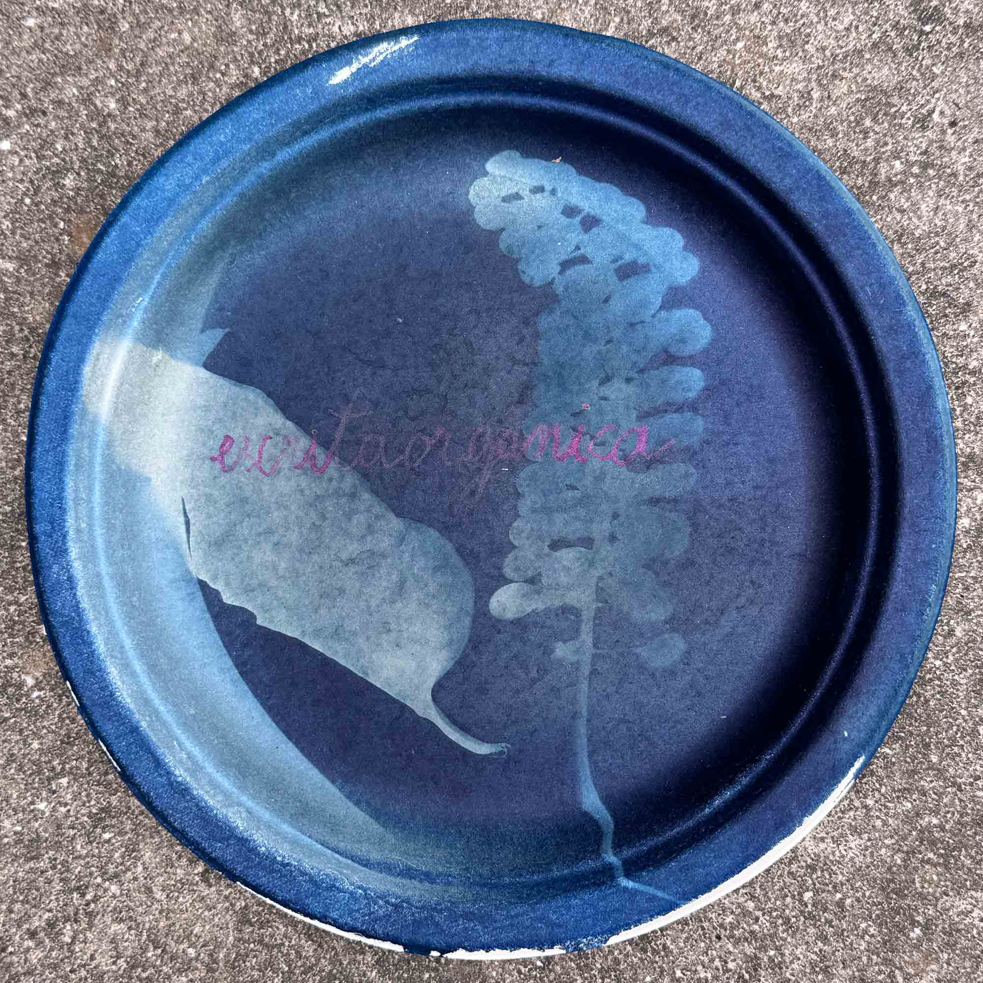 msdm-herbario-metabolico-prato-phytolacca-05
