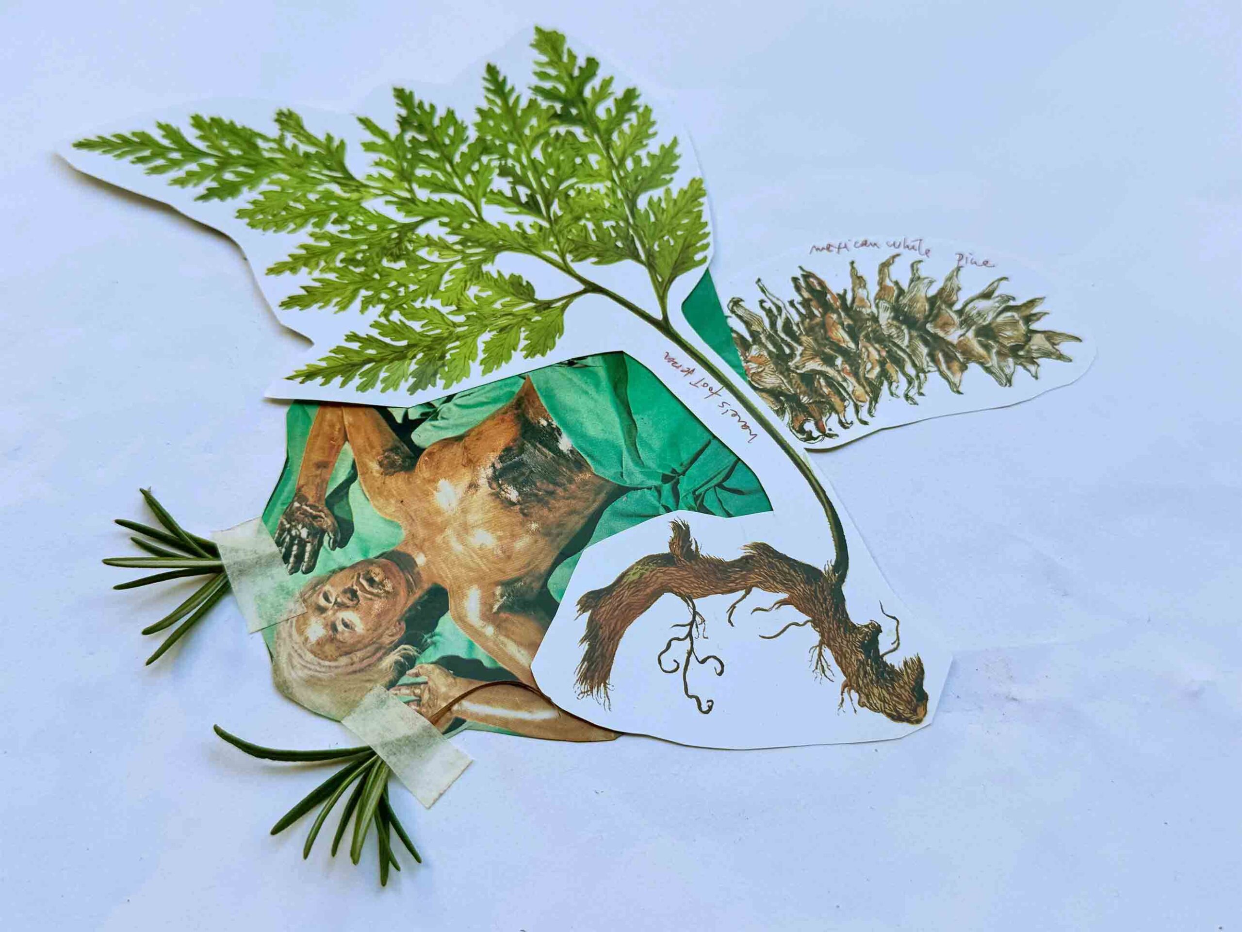 Metabolic Herbarium- Plants, bodies, images and ecologies of care