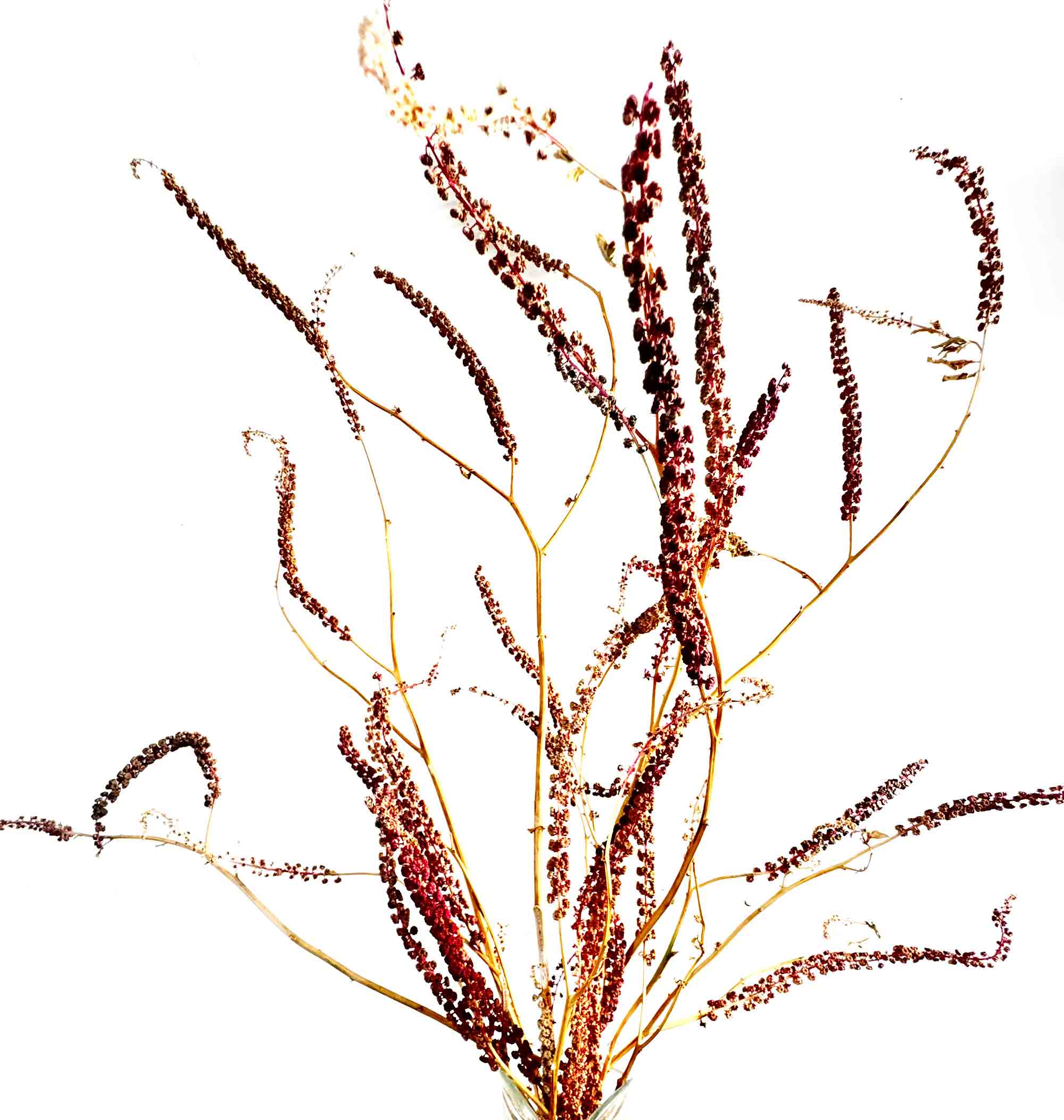 msdm-phytolacca